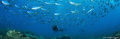   pack. RepostNikon D700 Sigma 1528 1250 f11 ISO 400 Inon Z240 pack 15/2,8, 152,8, 15 2,8, 1/250, 1250, 250, f/11, f11, 11, Z-240 240  